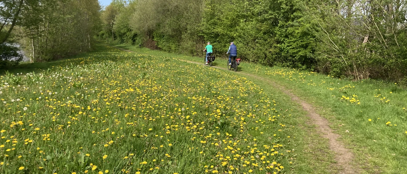 Radfahrer mit Landschaft Löwenzahn Zwei Radfahrer auf einem schmalen Radweg in einer grünen Landschaft mit Bäumen und Löwenzahn