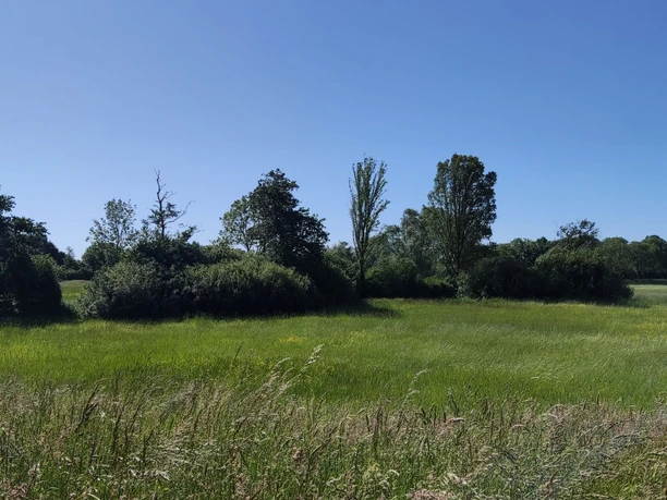 Grünzug nördl. UP2 (2).jpg