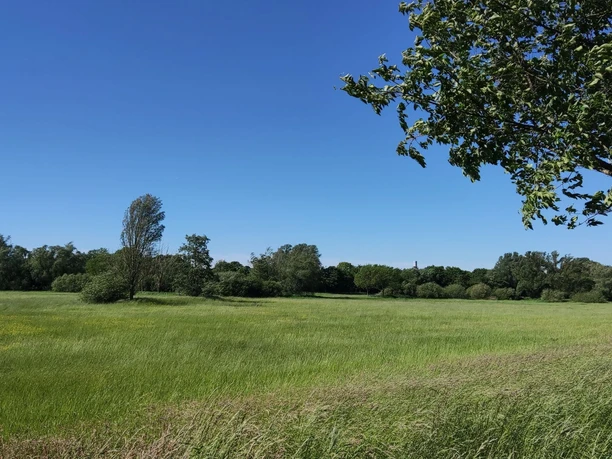 Grünzug nördl. UP2 (3).jpg