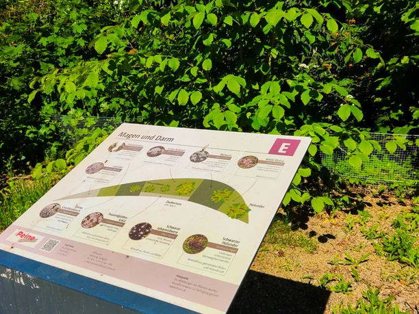 Arzneimittelgarten (6).jpg