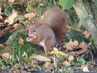 Eichhörnchen