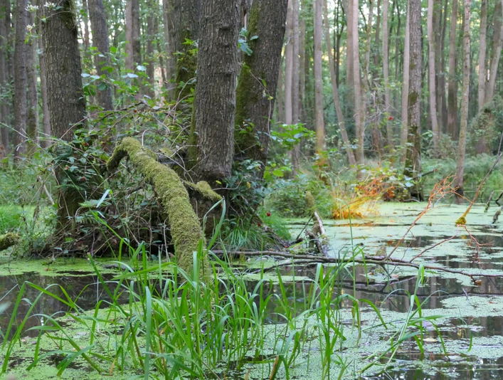 Soehlbruch 1 Soehlbruch 1