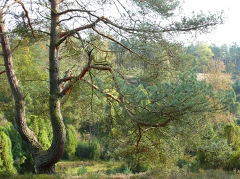 Borsteler Kuhle 2 Borsteler Kuhle 2