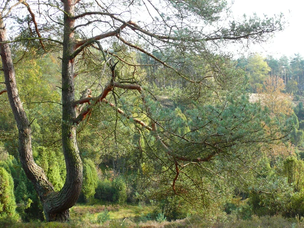 Borsteler Kuhle 2 Borsteler Kuhle 2