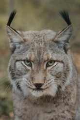 Wildpark Knüll
