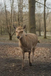 Wildpark Knüll