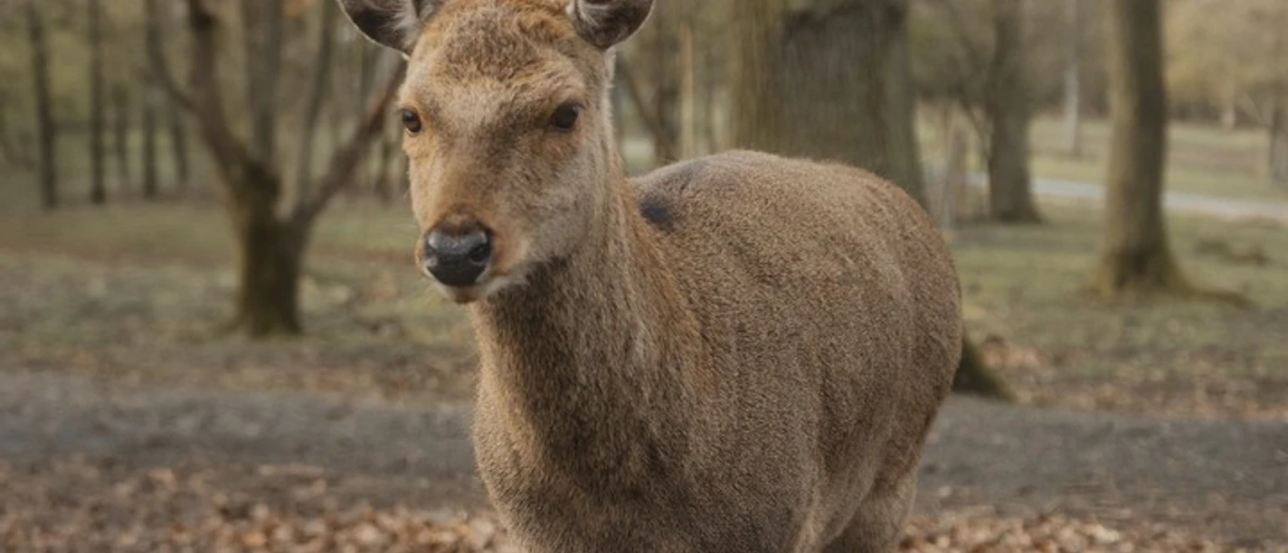 Wildpark Knüll