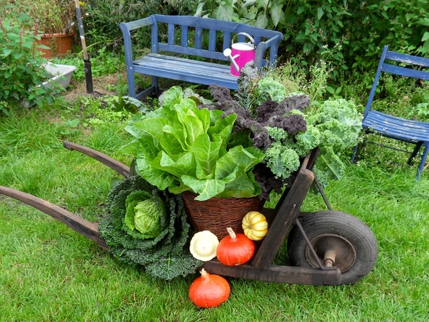 Gemüse von Green & Goods in Wilstedt Gemüse von Green & Goods in Wilstedt