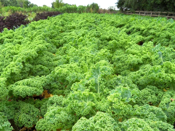Grünkohlfeld von Green & Goods am Fischerhuder Kirchweg in Wilstedt Grünkohlfeld von Green & Goods am Fischerhuder Kirchweg in Wilstedt