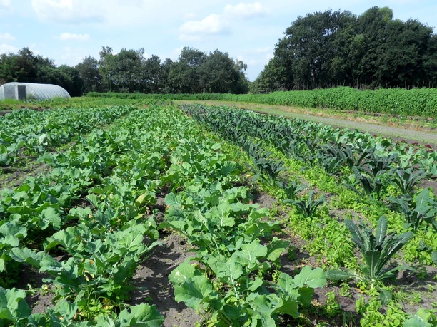 Gemüsefeld von Green & Goods in Wilstedt Gemüsefeld von Green & Goods in Wilstedt