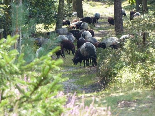 Schnucken am Totengrund Schnucken am Totengrund