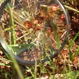 Sonnentau Drosera rotundifolia. Der Höhepunkt im Hochmoor