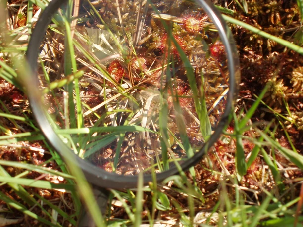 Sonnentau Drosera rotundifolia. Der Höhepunkt im Hochmoor