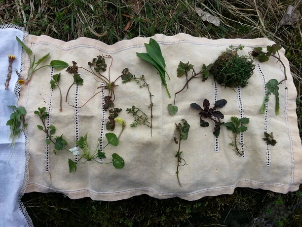 Diverse Wildkräuter