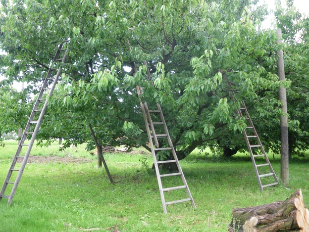 Hergisroos