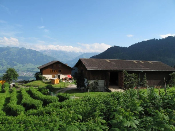 Hof Alpeli