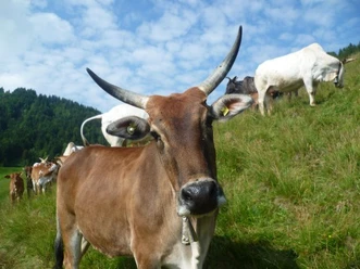 Zebuhof