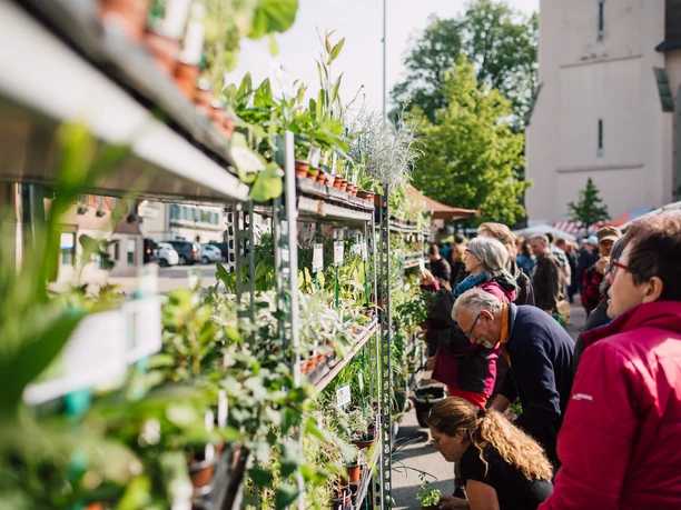 Der Markt hat sich vom Geheimtipp unter Pflanzenliebhabern