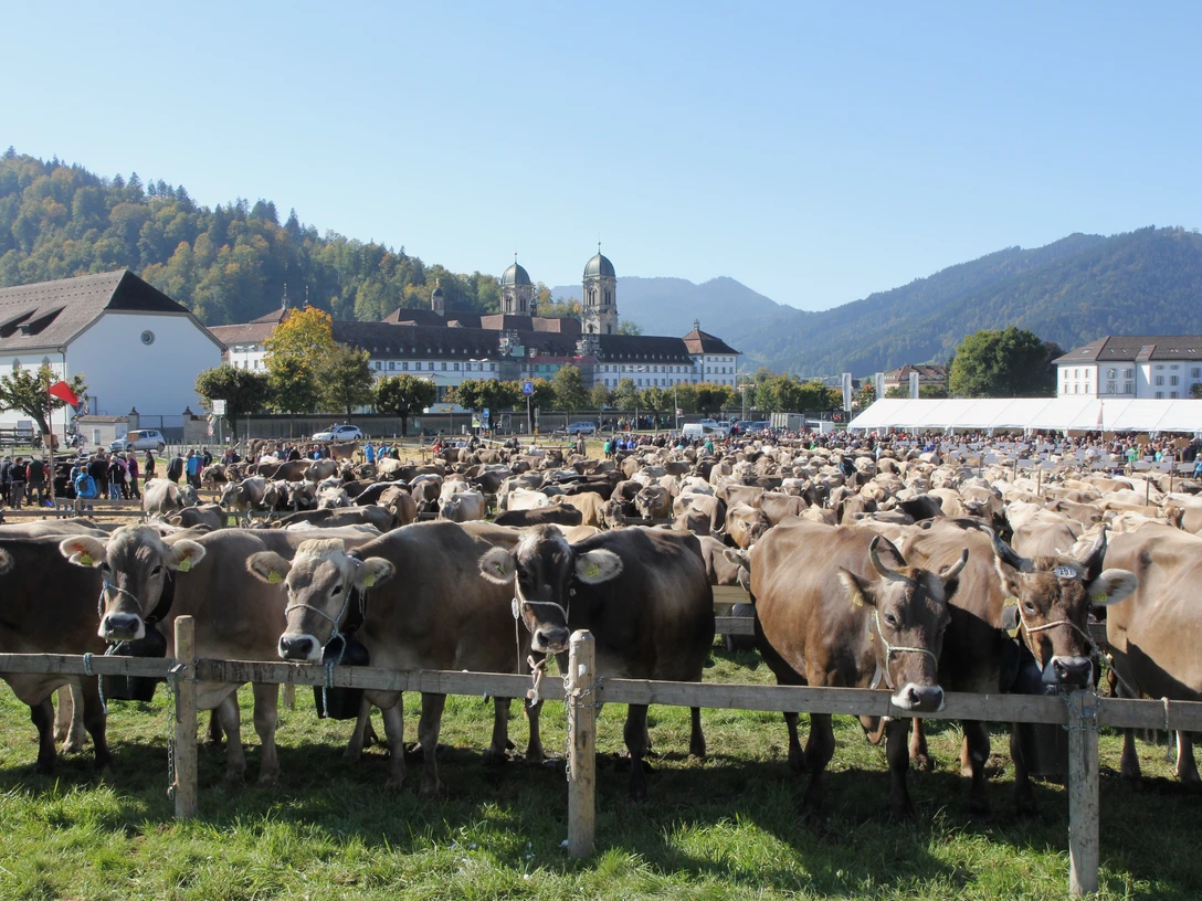 Viehausstellung4 2015 Caroline Hurschler