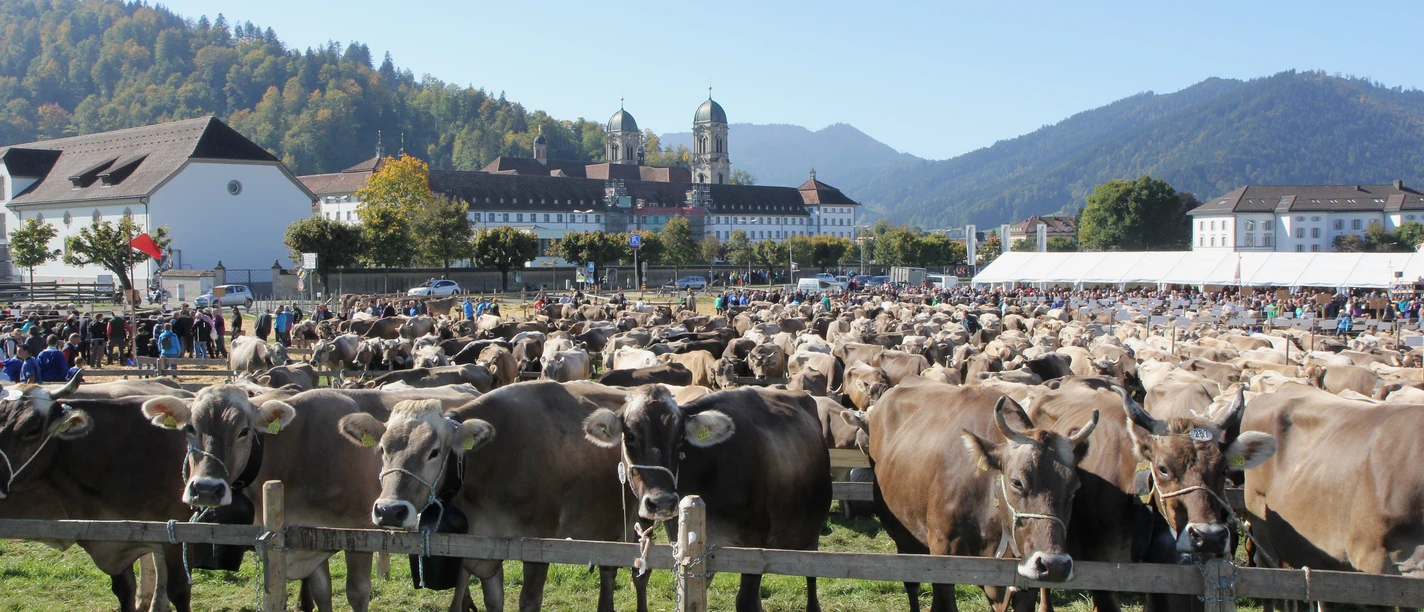 Viehausstellung4 2015 Caroline Hurschler