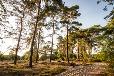Kiefernwald in sanftem Sonnenlicht, leuchtender Waldboden und klare Himmel in ruhiger, natürlicher Szene.