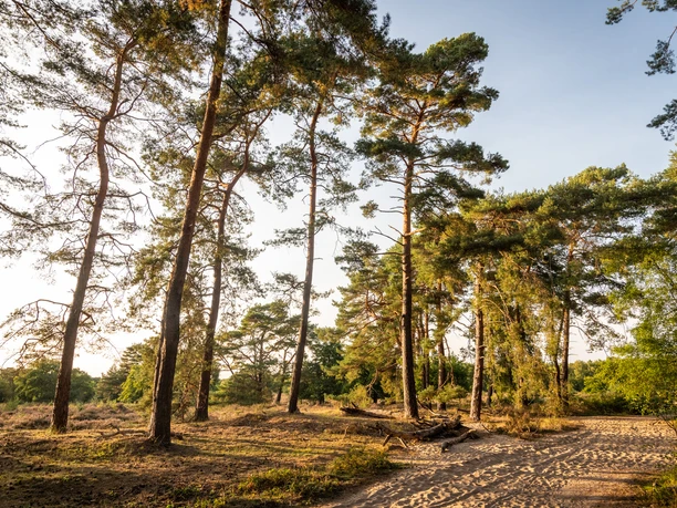 Kiefernwald in sanftem Sonnenlicht, leuchtender Waldboden und klare Himmel in ruhiger, natürlicher Szene.