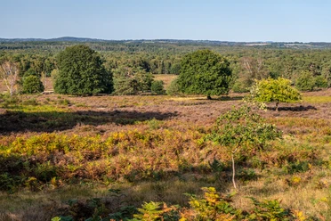 Wahner Heide Landschaftsansicht mit Wiese, Bäumen und fernem Wald am Horizont bei klarem Himmel.