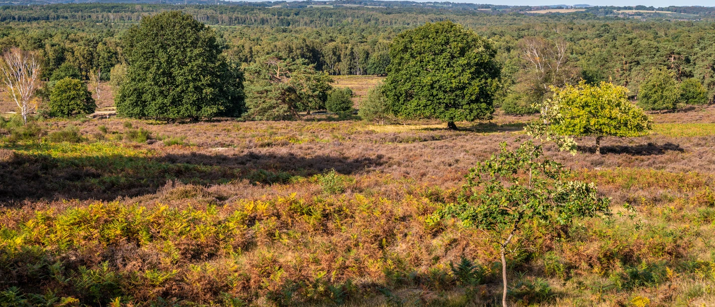 Wahner Heide Landschaftsansicht mit Wiese, Bäumen und fernem Wald am Horizont bei klarem Himmel.