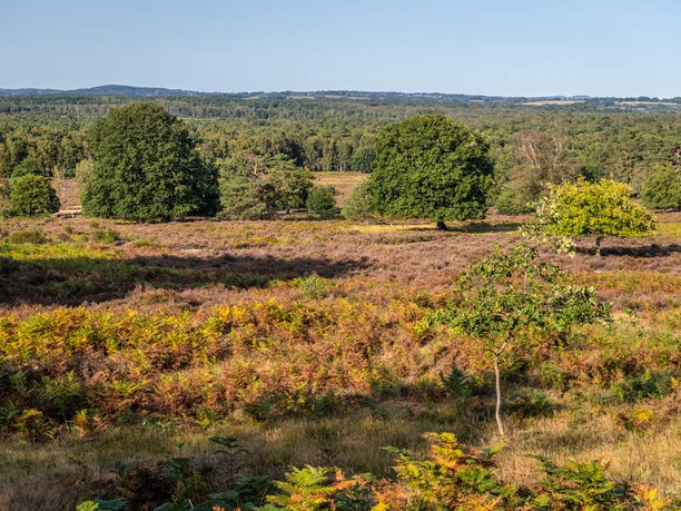 Wahner Heide Landschaftsansicht mit Wiese, Bäumen und fernem Wald am Horizont bei klarem Himmel.