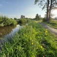 Landschaftspfad Oll Wiek im Mai mit Butterblumen an der Oll Wiek, Gemeinde Rhauderfehn Grüner Weg entlang eines ruhigen Flusses mit gelben Blumen und Bäumen bei sonnigem Himmel