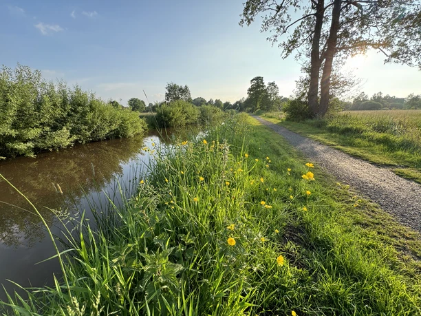 Landschaftspfad Oll Wiek im Mai mit Butterblumen an der Oll Wiek, Gemeinde Rhauderfehn Grüner Weg entlang eines ruhigen Flusses mit gelben Blumen und Bäumen bei sonnigem Himmel
