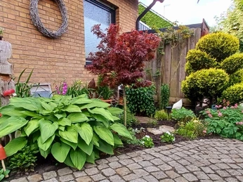IMG-20240525-WA0010.jpg Ein liebevoll gestalteter Garten mit roten und rosa Blumen, umgeben von sattgrünen Pflanzen.