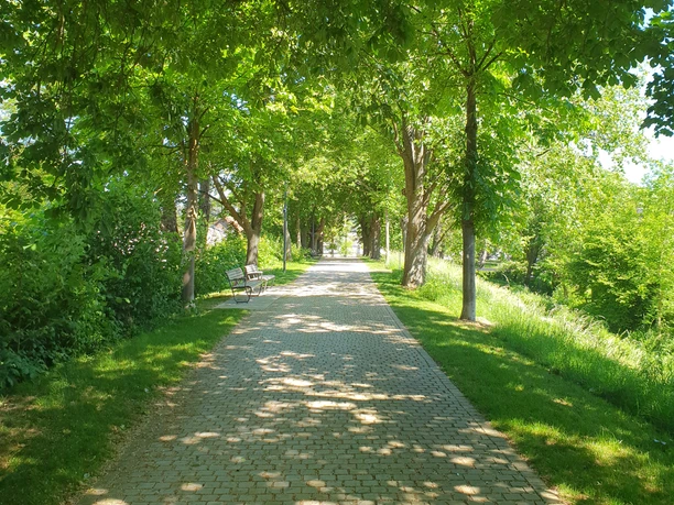 stadtwall.jpg Lichtdurchfluteter Gehweg auf dem Wall mit Baumbestand