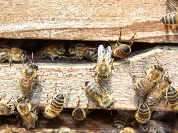 bees 2135428 1280