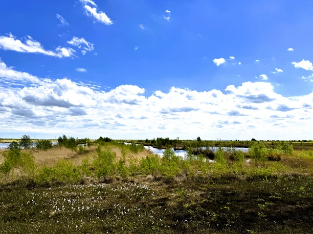 Jammertal_Rhauderfehn_Ostfriesland Weite Moorlandschaft mit Wasserflächen, grünen Büschen und Gras unter blauem Himmel mit weißen Wolken