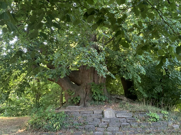 Peterlinde Coppenbrügge.JPG