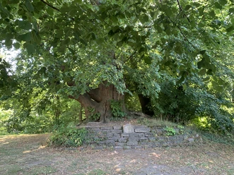 Peterlinde.JPG