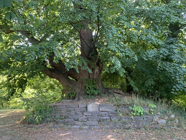 Peterlinde Coppenbrügge 2.JPG