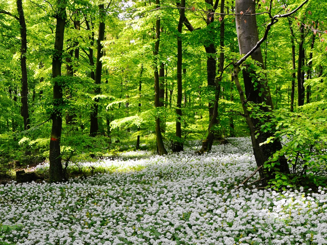 Blütenmeer Blomberg_Duy Phong Vu.jpg