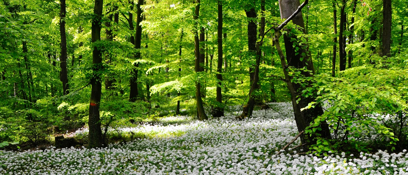 Blütenmeer Blomberg_Duy Phong Vu.jpg