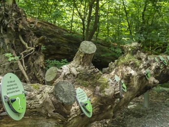 baumwurzelpfad-bad-harzburg