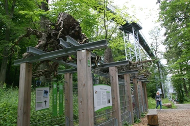 baumwurzelpfad-bad-harzburg