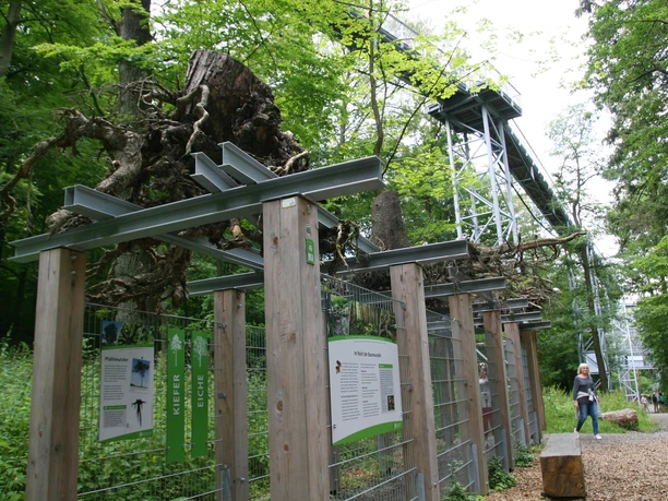 baumwurzelpfad-bad-harzburg