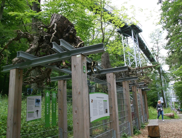 baumwurzelpfad-bad-harzburg