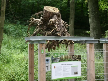 baumwurzelpfad-bad-harzburg