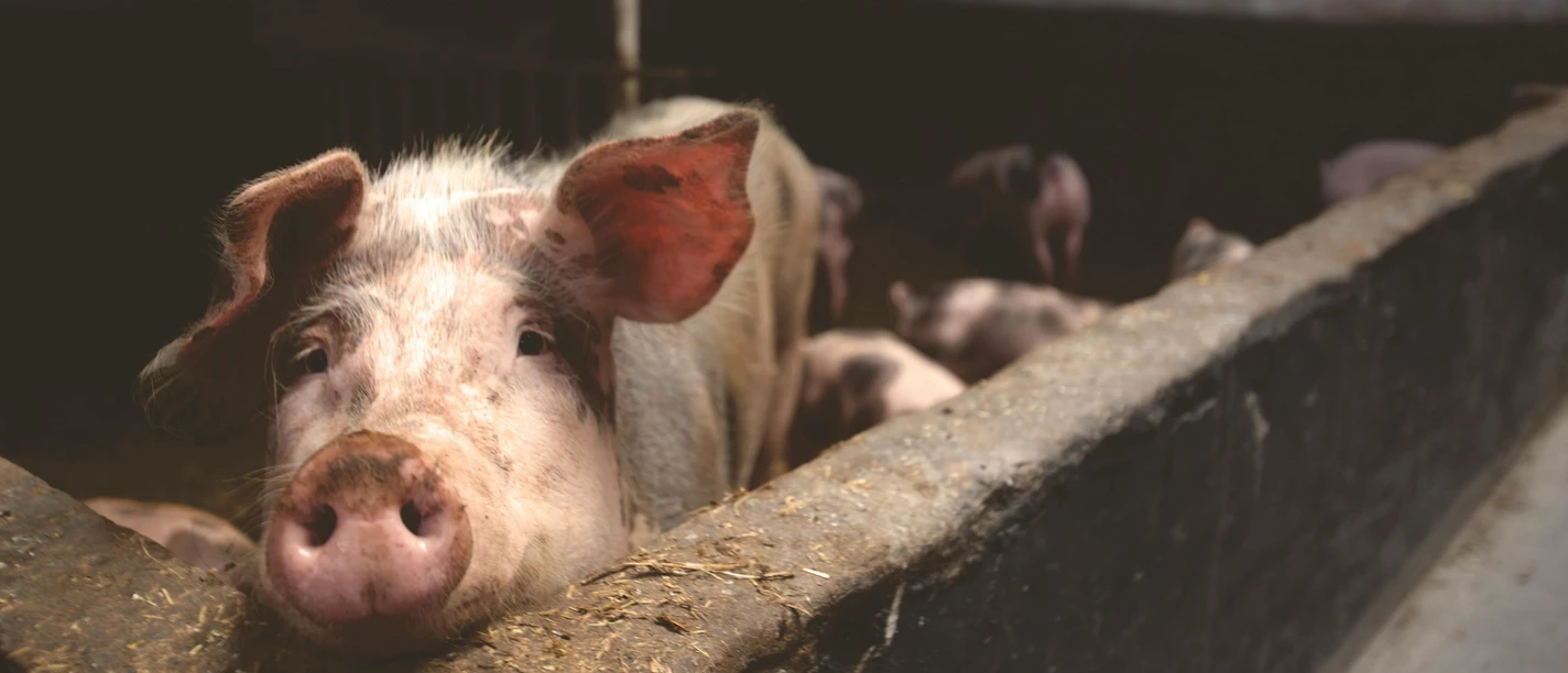 Ein neugieriges Schwein schaut über den Rand eines Stallgeheges, weitere Schweine sind im Hintergrund.