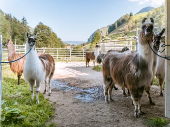 Lama-trekking Flühli