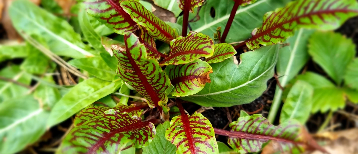 Kräuter_SHS_CC-BY-SA_Teutoburger_Wald_Stadt_Schloss_Holte-Stukenbrock.jpg Leuchtende, grüne Blätter mit roten Adern ragen aus dem Boden. Sie zeigen die markanten, kontrastierenden Farben einer dekorativen Gartenpflanze.