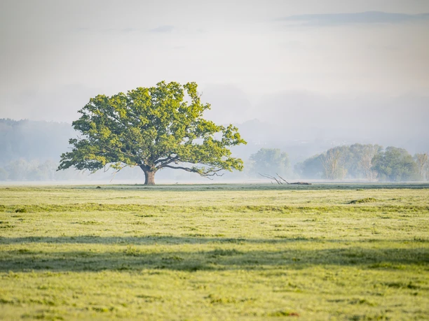 Elbevorland bei Radegast frühmorgens im Frühling 1 Elbevorland bei Radegast frühmorgens im Frühling 1