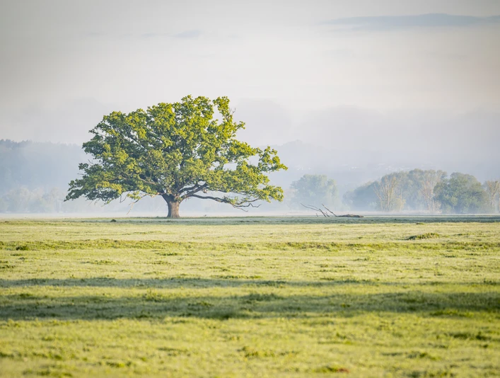 Elbevorland bei Radegast frühmorgens im Frühling 1 Elbevorland bei Radegast frühmorgens im Frühling 1